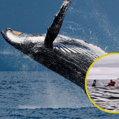 Hombre fue tragado por una ballena