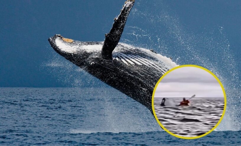 Hombre fue tragado por una ballena