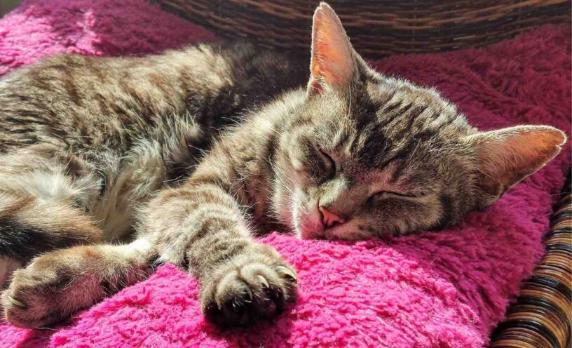 razón por la que los gatos giran en círculos antes de acostarse