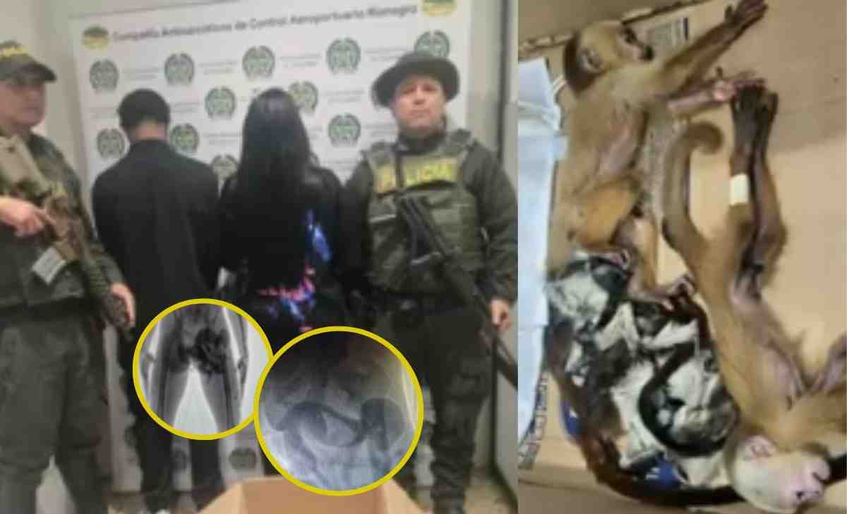 pareja de extranjeros intentando sacar crías de monos
