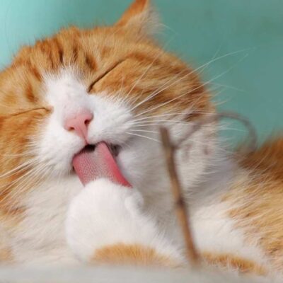 por qué los gatos muerden cuando los acarician
