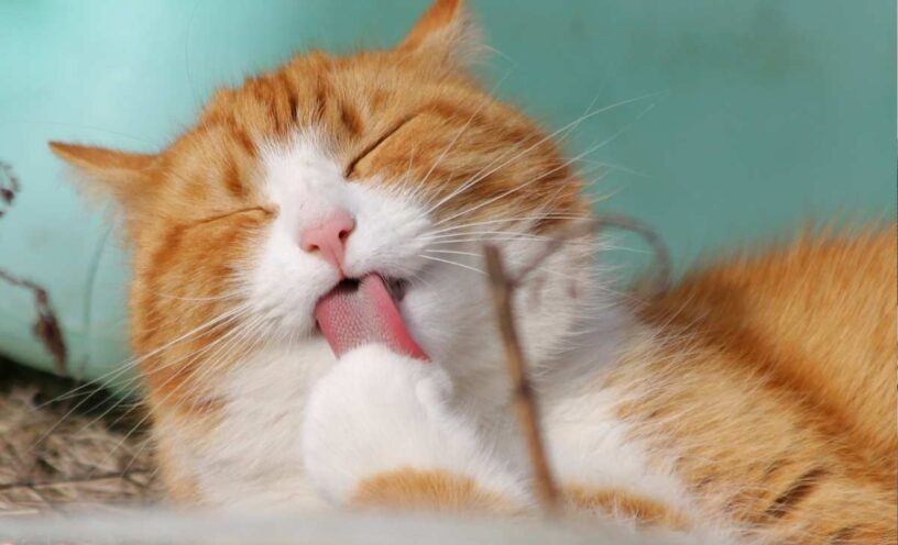 por qué los gatos muerden cuando los acarician