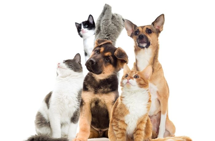Foto de dos perros y cuatro gatos sentados todos juntos con carita tierna