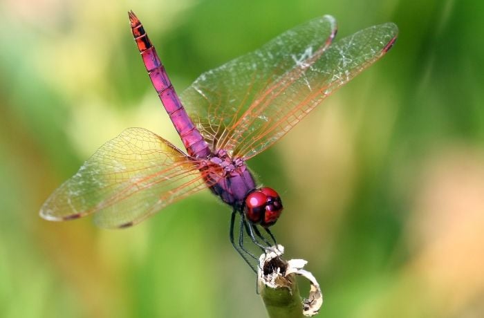 Foto de una libélula púrpura sobre una rama y en el fondo hay plantas