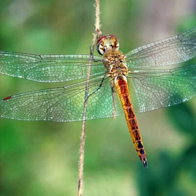 libélula y su significado espiritual