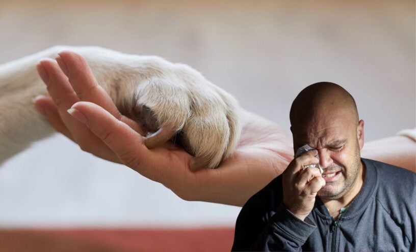 licencia por muerte de una mascota