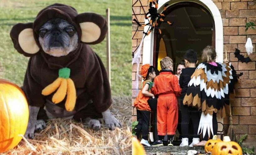 Los disfraces caseros para niños y mascotas