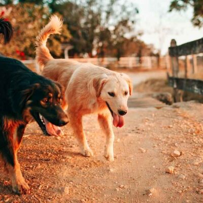 ¿Los perros pueden predecir un temblor?
