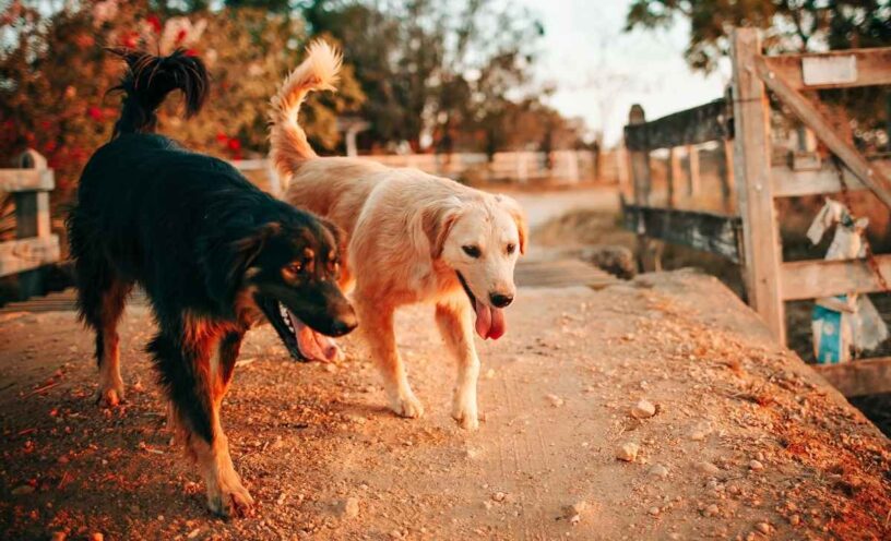¿Los perros pueden predecir un temblor?