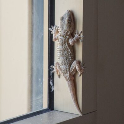 Qué significa encontrarse lagartijas en la casa