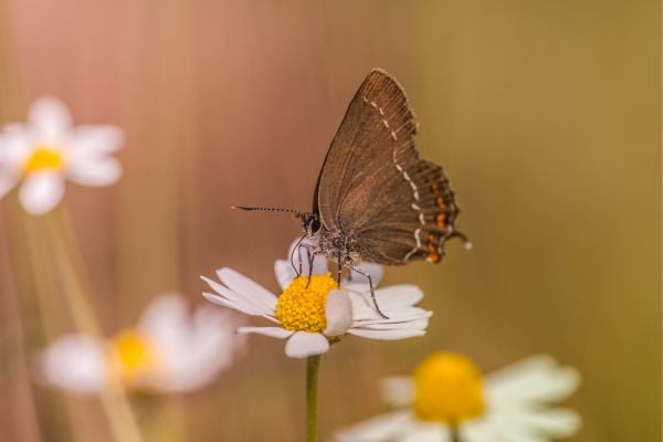 Foto de mariposa café en una flor.
