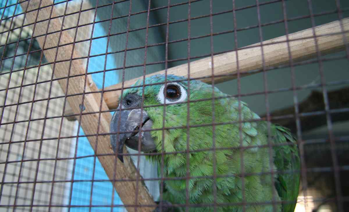 multa por tener un loro como mascota