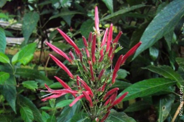 Foto planta singamochila