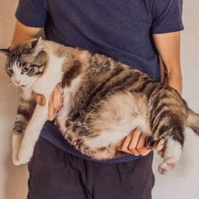 Por qué a los gatos les cuelga la barriga