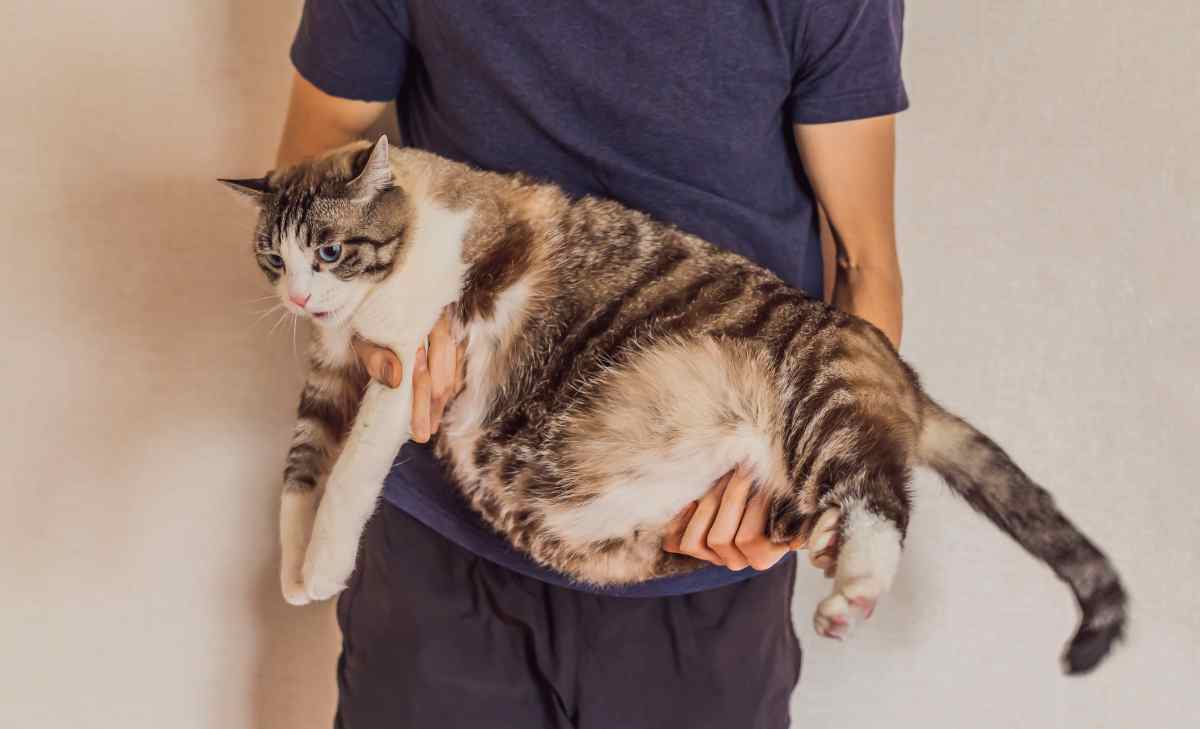 Por qué a los gatos les cuelga la barriga