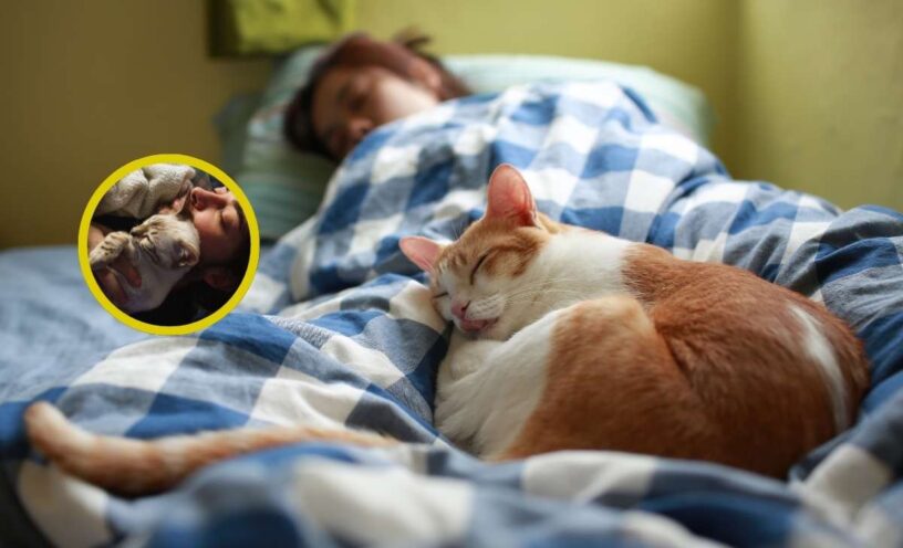 porqué los gatos duermen en los pies de los humanos