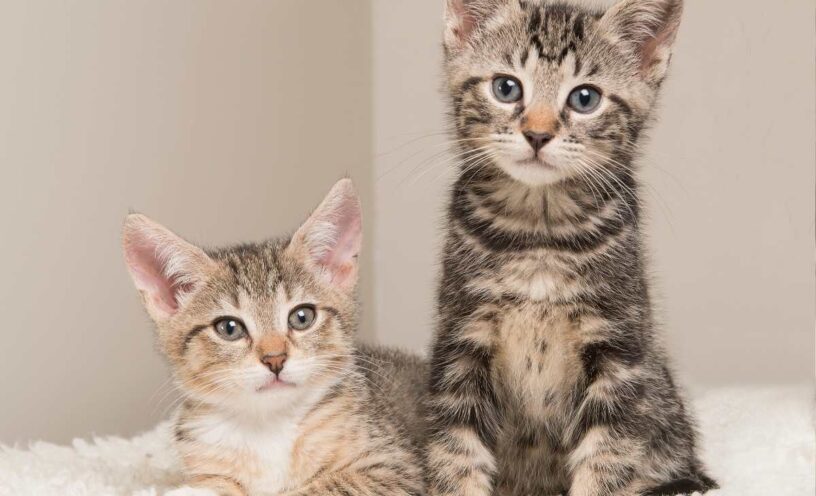 por qué los gatos ronronean