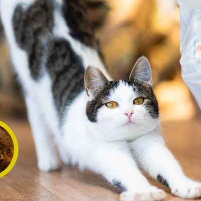 por qué los gatos se estiran cuando te ven