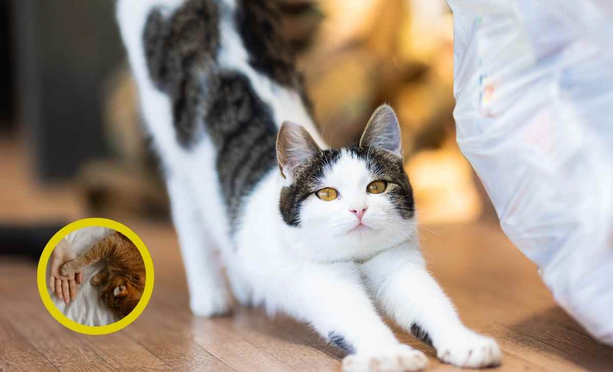 por qué los gatos se estiran cuando te ven