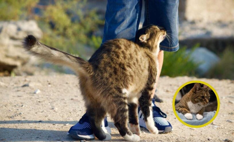 Por qué los gatos se frotan contra tus piernas