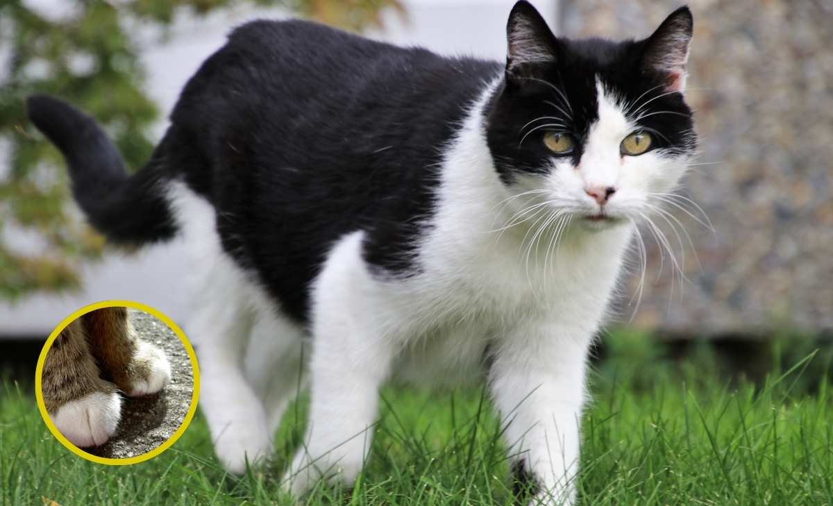 por qué los gatos siempre caen de pie1