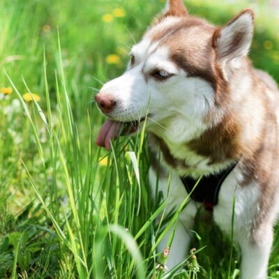 Por qué los perros comen pasto
