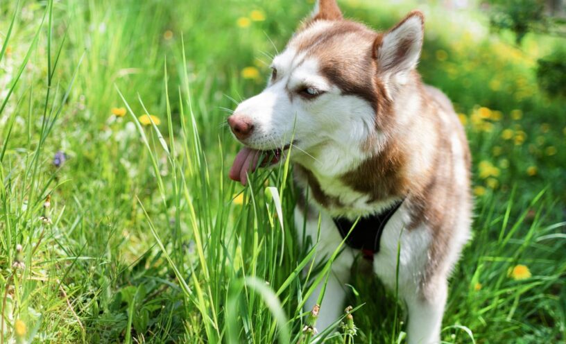 Por qué los perros comen pasto