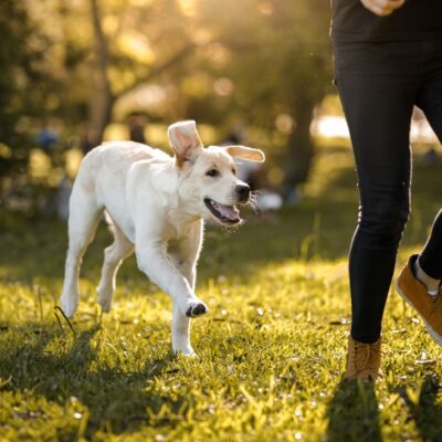 Por qué los perros de la calle persiguen algunas personas