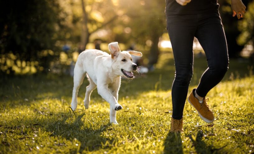 Por qué los perros de la calle persiguen algunas personas