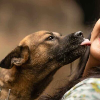 Por qué los perros lamen a las personas