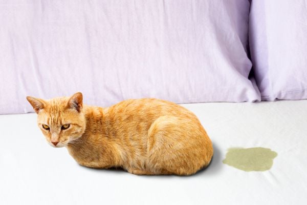 Gato en una cama con mancha de chichi.