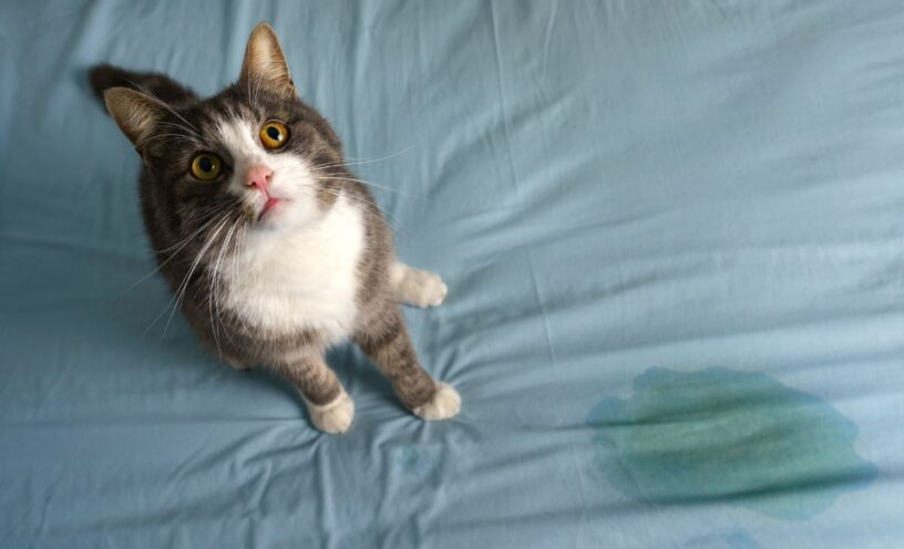 Por qué mi gato se orina en mi cama: 4 razones inesperadas que debes conocer
