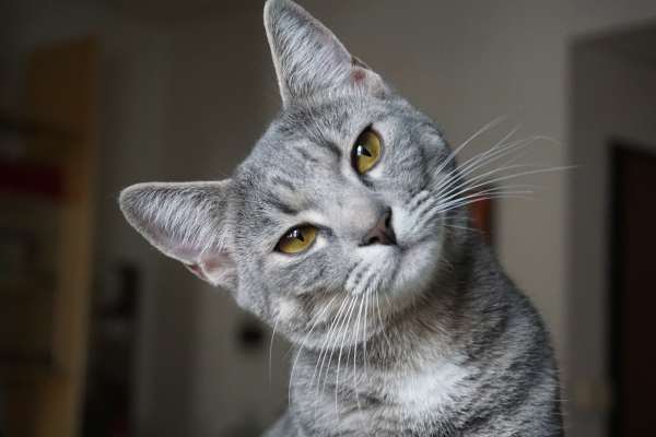 ¿Cuál es la multa por no cumplir norma al tener un gato en un conjunto?