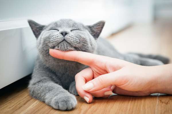 ¿Cuál es la multa por no cumplir norma al tener un gato en un conjunto?