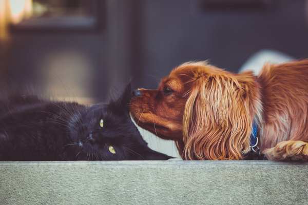 qué hacer si a tu mascota le da miedo la pólvora