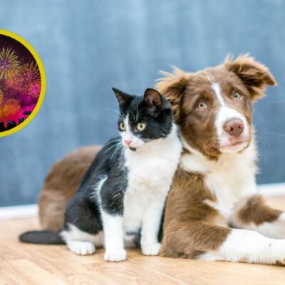 qué hacer si a tu mascota le da miedo la pólvora