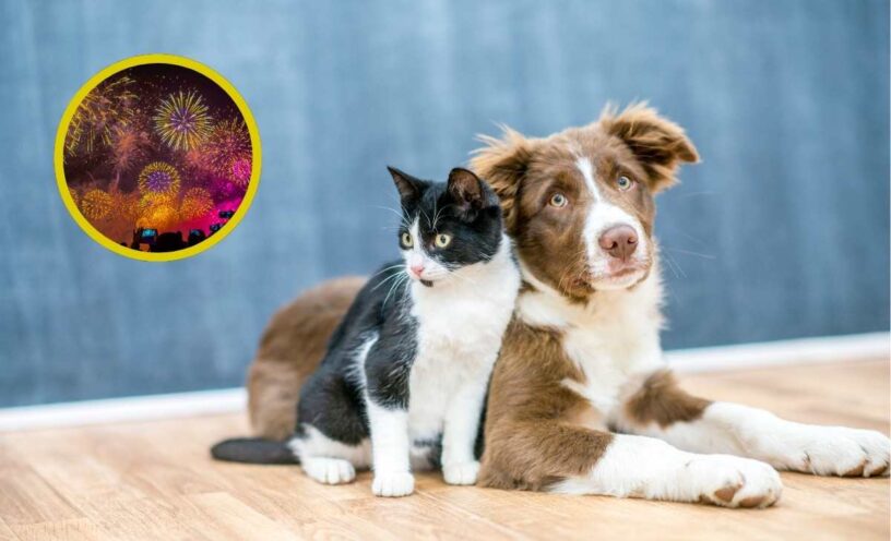 qué hacer si a tu mascota le da miedo la pólvora