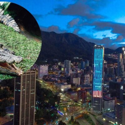 qué pasó con Pepe el cocodrilo que alimentaban con personas en el Bronx en Bogotá