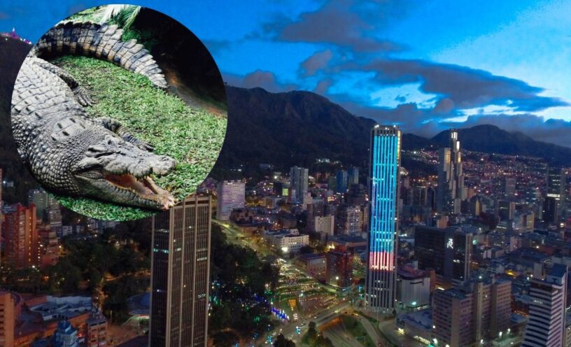 qué pasó con Pepe el cocodrilo que alimentaban con personas en el Bronx en Bogotá