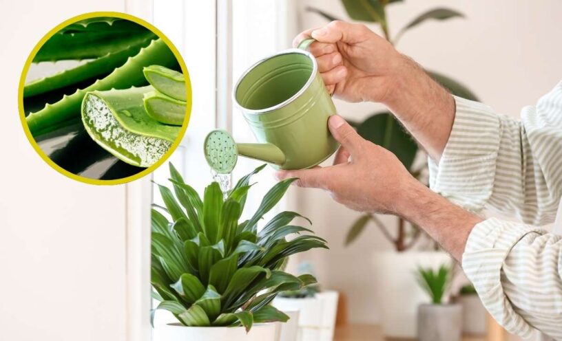 qué plantas de tu casa podrían estar intoxicando a tu familia sin que lo sepas
