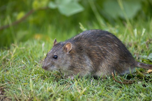 qué signifca soñar con ratas