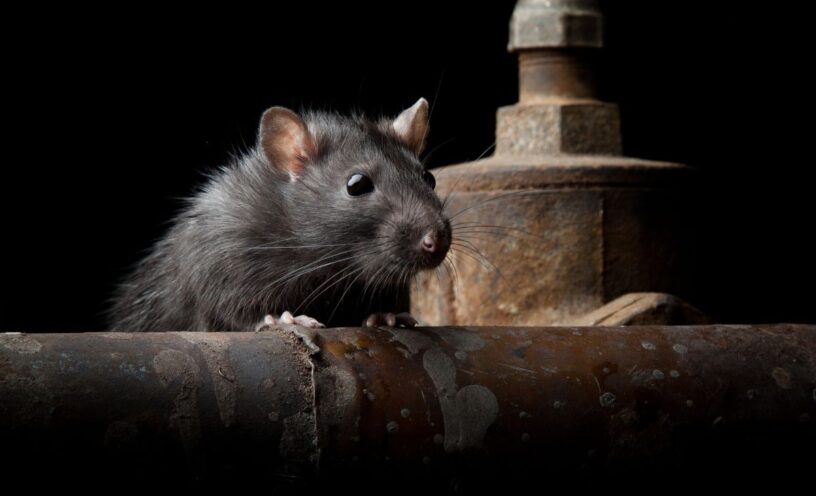 qué signifca soñar con ratas