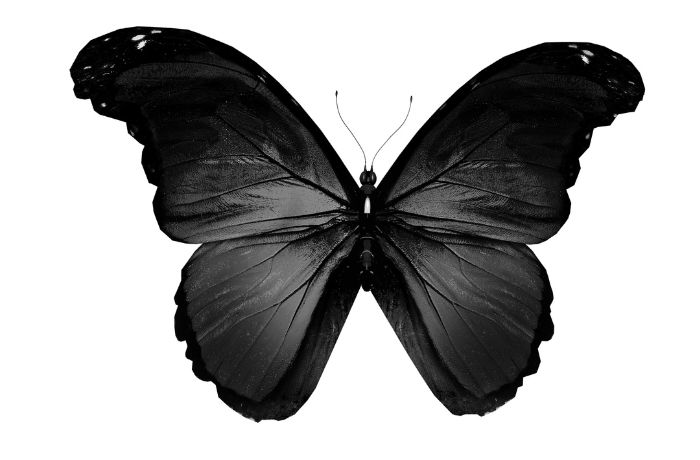 Qué significa una mariposa negra en tu casa