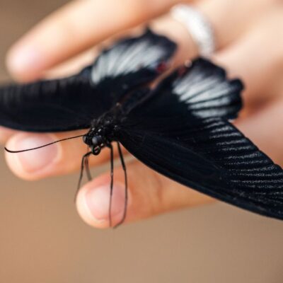 Qué significa una mariposa negra en tu casa
