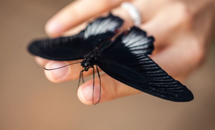 Qué significa una mariposa negra en tu casa