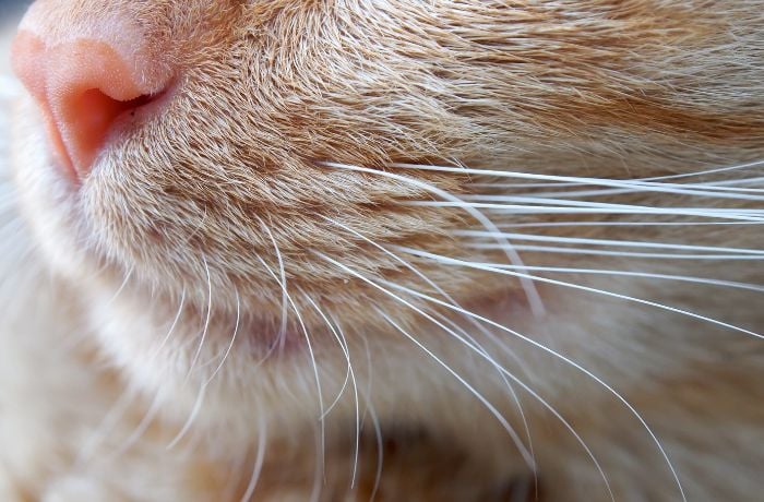 Foto de los bigotes de un gato amarillo y donde se le ve la boca y la nariz