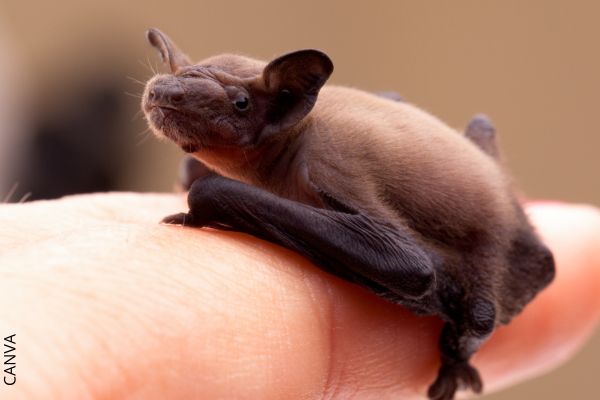 Foto de murciélago pequeño en el dedo de una persona.