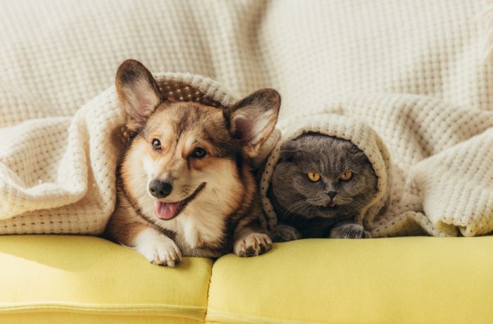 Foto de un perro y un gato bajo una cobija acostados