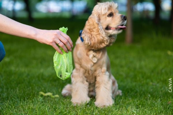 Foto de perro con popó de perro en una bolsa