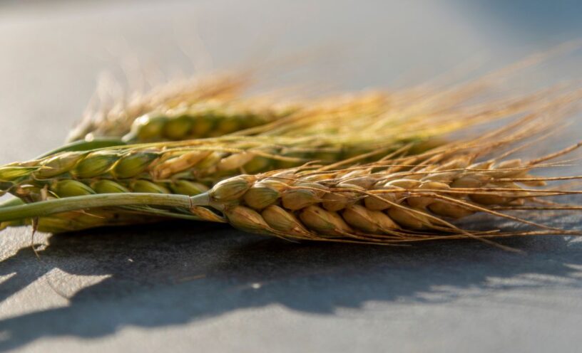Qué significan las espigas de trigo en La Biblia, algo muy positivo
